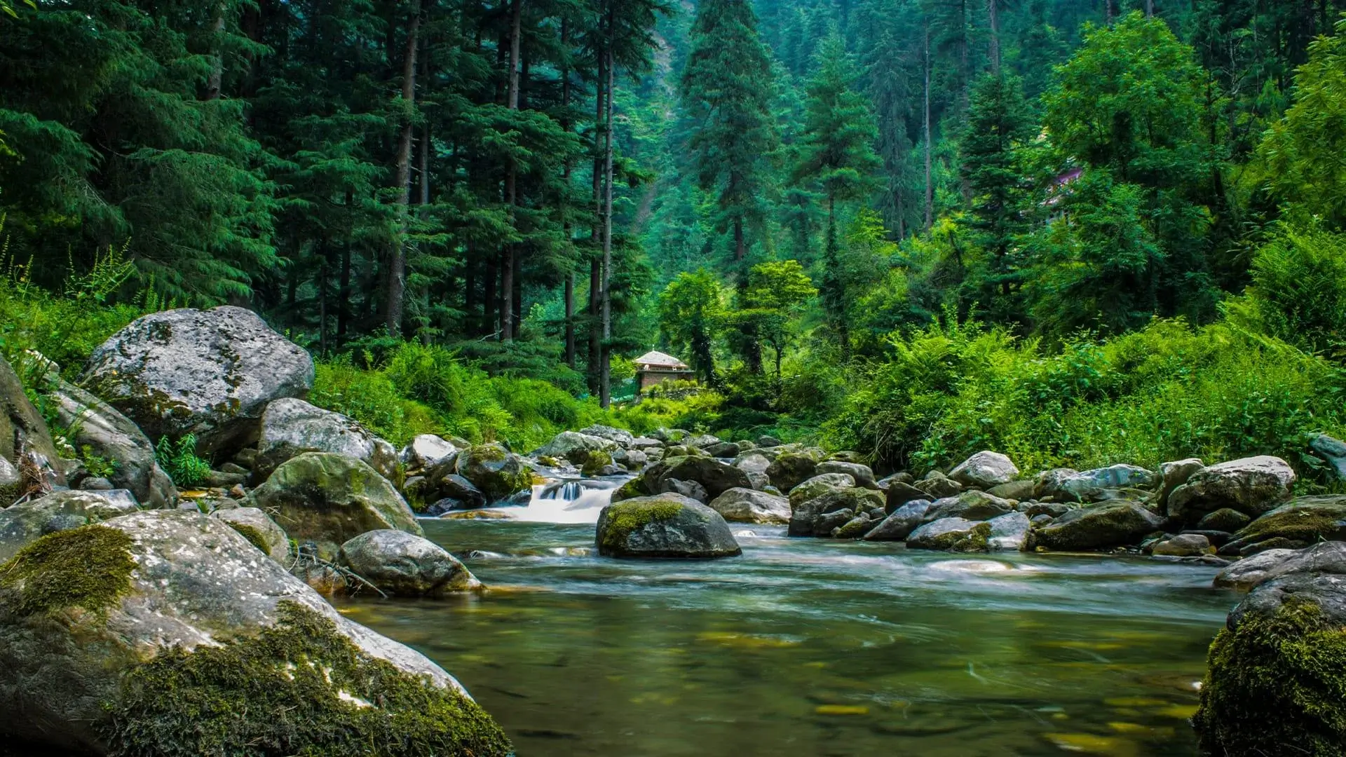 Farmer and forest together in the Himachal landscape