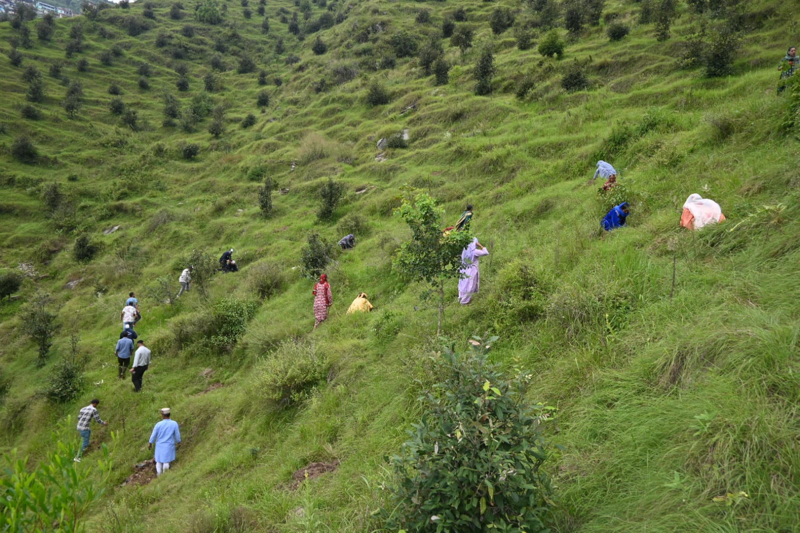 Volunteers planting saplings on a green Himalayan hillside